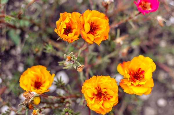 Цветы Purslane в саду. Апельсиновая роза, Портфелка или Пурслан . — стоковое фото
