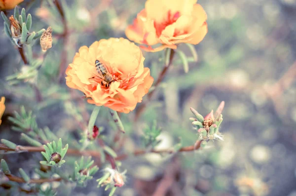 Bir arı ile bahçede renkli Purslane çiçekler. Turuncu yosun gül, Portulaca veya Purslane arka plan. — Stok fotoğraf