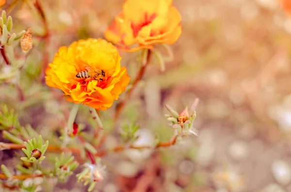 Πολύχρωμα Purslane λουλούδια στον κήπο με μια μέλισσα. Πορτοκαλί βρύο τριαντάφυλλο, Portulaca, ή Purslane φόντο. — Φωτογραφία Αρχείου