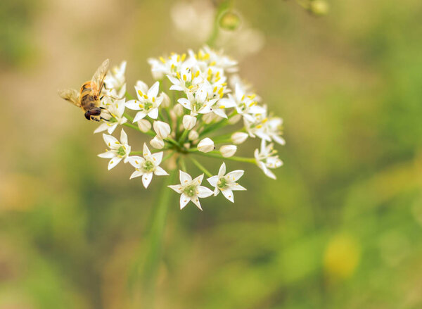 Small wild bee on flowering wild garlic allium ursinum