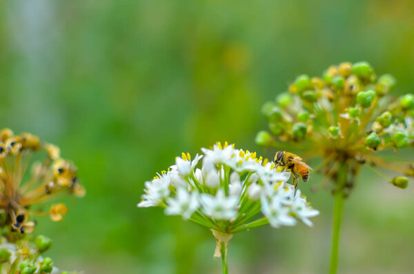 Small wild bee on flowering wild garlic allium ursinum