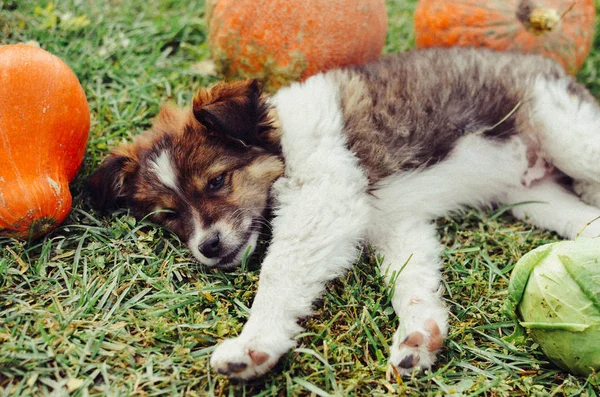 Cucciolo all'aperto in una giornata di sole — Foto Stock