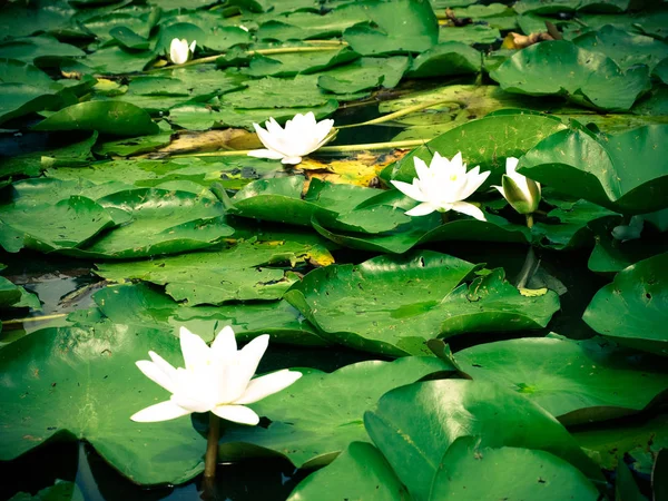 Lótus ou lírio de água flor branca fechar — Fotografia de Stock