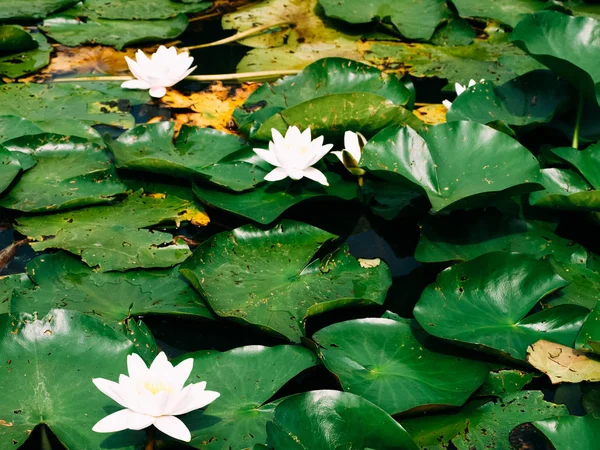 Lótus ou lírio de água flor branca fechar — Fotografia de Stock