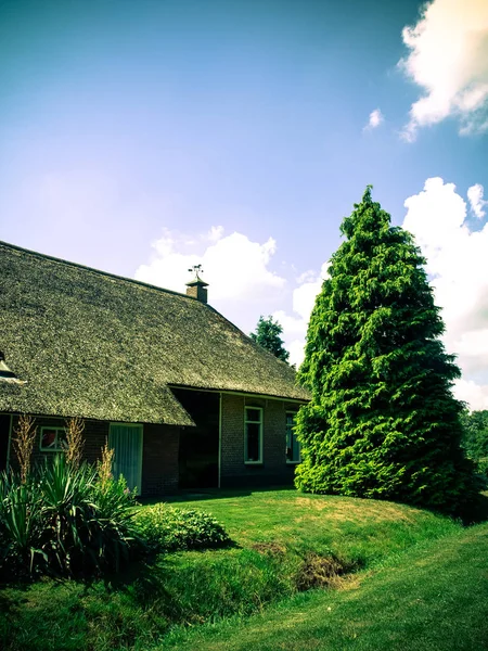 Maison avec toit de chaume et épicéa — Photo