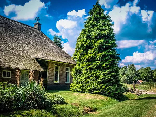House with thatched roof and spruce tree