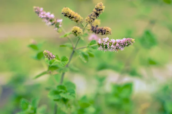 Bela pequena mentha flores de hortelã e folhas de perto — Fotografia de Stock