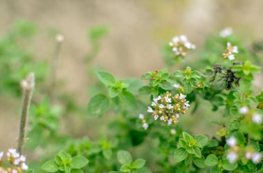 Bahçede Timus serpyllum çiçek açar, yakın çekim
