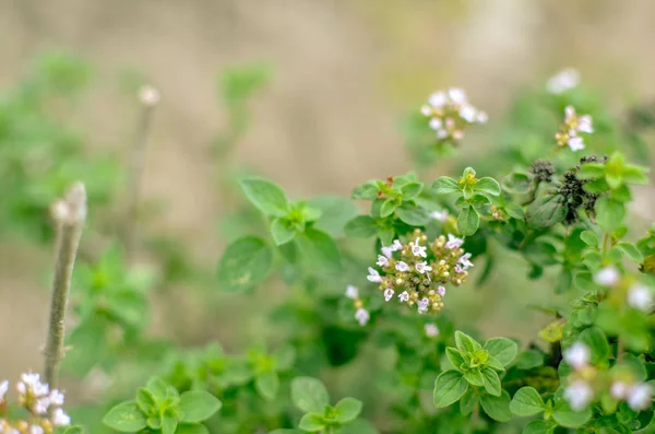 Thymus serpyllum kwitnie w ogrodzie, zbliżenie — Zdjęcie stockowe