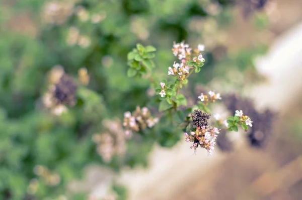 Thymus serpyllum floresce no jardim, close-up — Fotografia de Stock