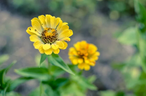 Gelbe Zinnia-Blüten mit blauem Hintergrund im Sommer — Stockfoto