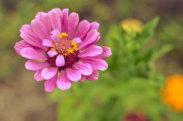 Квітка цинії в саду, елегантний рожевий бутон красивої цинії — стокове фото