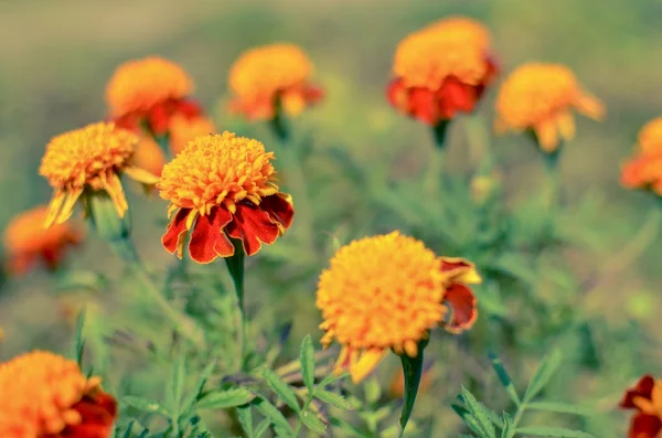 Uzavřete krásnou měsíčku květinu Tagetes erecta, Mexická, Aztécká nebo Africká měsíčku v zahradě. Prosluněný den v květinové posteli — Stock fotografie