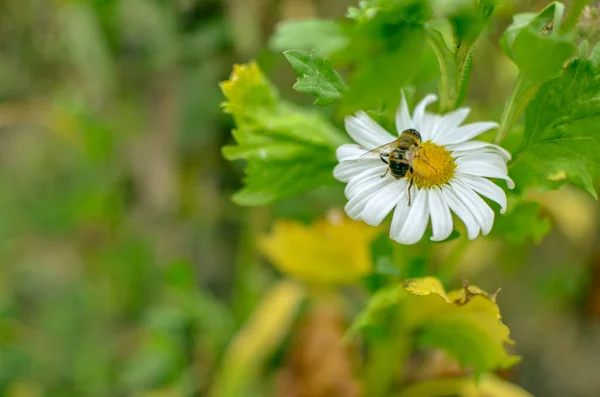 Flores brancas aster camomila ou margarida no canteiro de flores com inseto — Fotografia de Stock