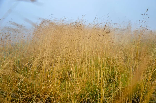 Orvalho da manhã no campo seco grama com gota de orvalho . — Fotografia de Stock