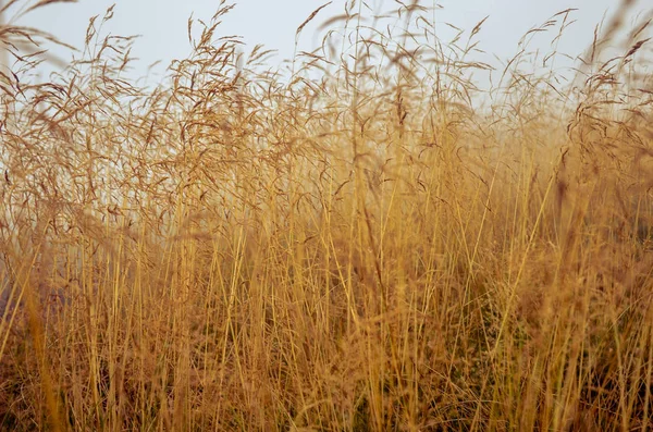 Orvalho da manhã no campo seco grama com gota de orvalho . — Fotografia de Stock