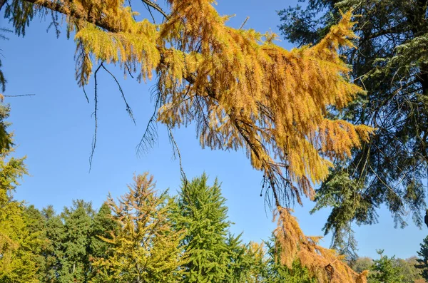 Ramo giallo di larice europeo in autunno — Foto Stock