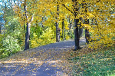 Sarı ağaçların ve güneş ışığının olduğu bir parkta güzel romantik bir ara sokak.