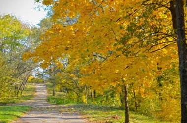 Sarı ağaçların ve güneş ışığının olduğu bir parkta güzel romantik bir ara sokak.