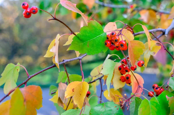 Bayas rojas y hojas de espino sobre el árbol. Fondo natural de otoño —  Fotos de Stock