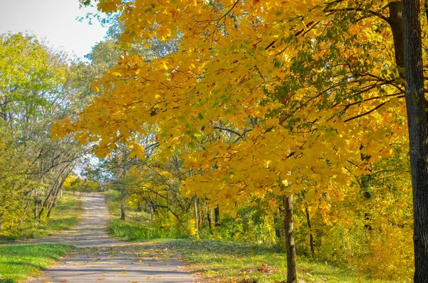 Sarı ağaçların ve güneş ışığının olduğu bir parkta güzel romantik bir ara sokak.