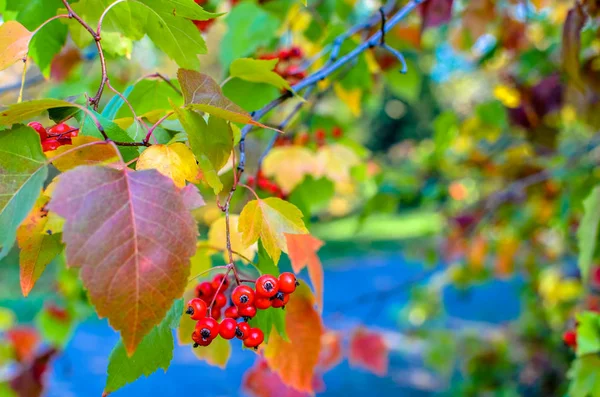 Bayas rojas y hojas de espino sobre el árbol. Fondo natural de otoño — Foto de Stock