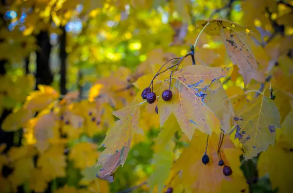 Woud zwart glanzende bessen tussen droge gele bladeren op een wazige herfst contrast achtergrond — Stockfoto