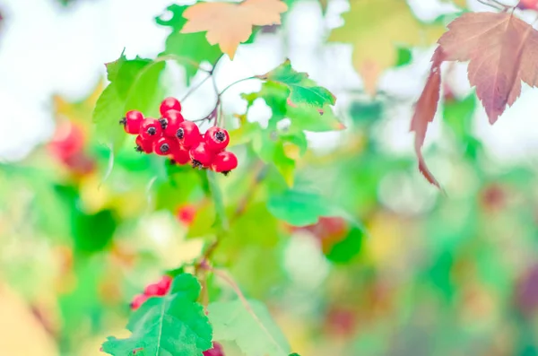 Czerwone jagody i liście głogu na drzewie. Jesienne naturalne tło — Zdjęcie stockowe