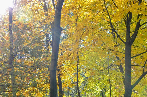Outono dourado no parque. Folhas amarelas e vermelhas nas árvores com luz solar — Fotografia de Stock