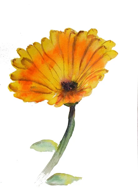 Kézzel rajzolt akvarell botanikai illusztrációja a napendula növény — Stock Fotó