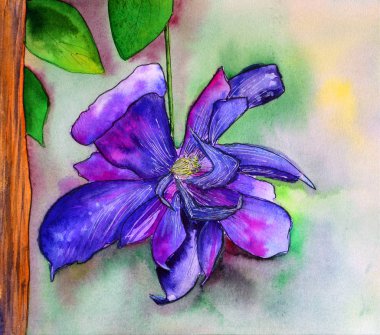 Wildflower Clematis çiçeği suluboya stilinde