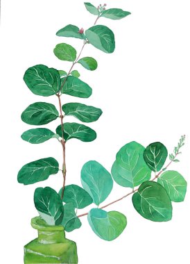 Vazolu suluboya kar ağacı dalı, yeşil yapraklar.