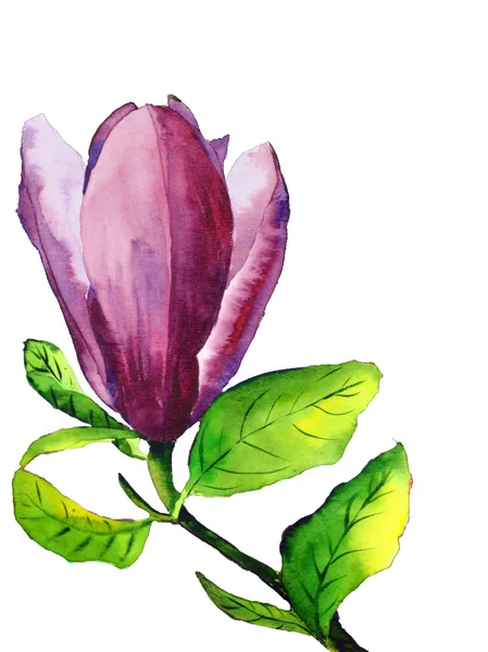 Flor de magnólia desenhada à mão aquarela com flor rosa e folhas verdes isoladas no fundo branco — Fotografia de Stock