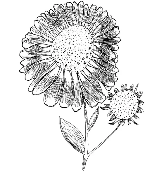 Elecampane ilustracja helenium kwiat z pączkiem — Zdjęcie stockowe