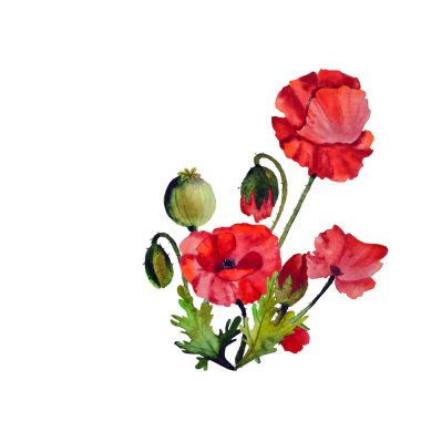 Tomurcukları ve yaprakları olan kırmızı haşhaş buketi