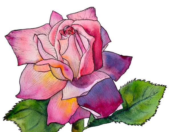 Aquarelle et rose encre isolées sur fond blanc. Dessin fait main — Photo