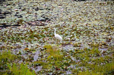 Su çiçekleri ile gölde beyaz balıkçıl.