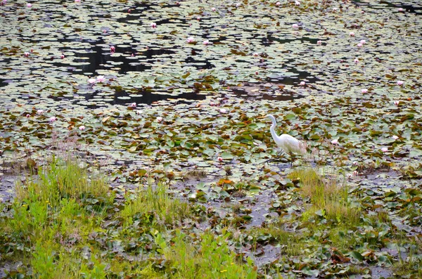 Garça branca no lago com flores de lírio aquático — Fotografia de Stock