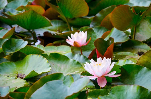 Closeup de um waterlily cor-de-rosa semi-aberto em uma lagoa cercada por folhas verdes da água — Fotografia de Stock
