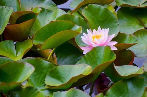 Closeup de um waterlily cor-de-rosa semi-aberto em uma lagoa cercada por folhas verdes da água — Fotografia de Stock