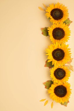 Sarı arka planda yaprakları olan güzel taze ayçiçekleri. Düz yerde, üst tarafta. Şükran Günü, Cadılar Bayramı fotokopi alanı konsepti. Hasat zamanı, tarım. Ayçiçeği doğal arka plan