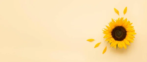 Hermosos Girasoles Frescos Con Hojas Sobre Fondo Amarillo Asiento Plano — Foto de Stock