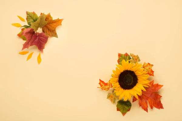 Beaux Tournesols Frais Avec Des Feuilles Sur Fond Jaune Couché — Photo