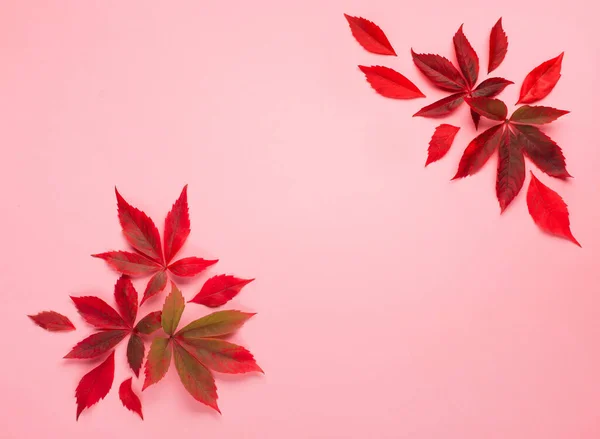 Φθινοπωρινή Δημιουργική Σύνθεση Κόκκινα Φύλλα Και Μούρα Ροζ Χάρτινο Φόντο — Φωτογραφία Αρχείου