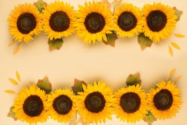 Sarı arka planda yaprakları olan güzel taze ayçiçekleri. Düz yerde, üst tarafta. Şükran Günü, Cadılar Bayramı fotokopi alanı konsepti. Hasat zamanı, tarım. Ayçiçeği doğal arka plan