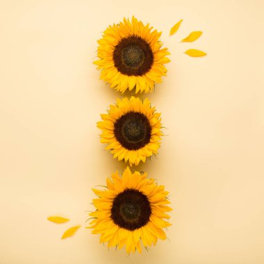 Sarı arka planda yaprakları olan güzel taze ayçiçekleri. Düz yerde, üst tarafta. Şükran Günü, Cadılar Bayramı fotokopi alanı konsepti. Hasat zamanı, tarım. Ayçiçeği doğal arka plan