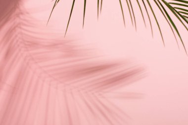 Pembe arka planda tropikal yaprak gölgesinin üst görüntüsü. Düz yatıyordu. Palmiye yaprağı ile en az yaz konsepti. Yaratıcı eşuzay.
