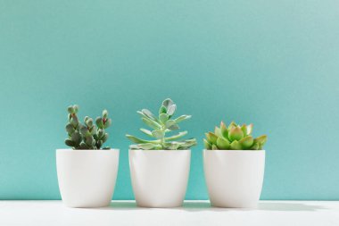 Beyaz kaplarda çeşitli kaktüslerin ve sulu bitkilerin toplanması. İskandinav oda iç dekorasyonu. Model, kopyalama alanı, mavi arkaplan. Güneşli tropik zemin