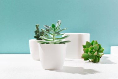 Beyaz kaplarda çeşitli kaktüslerin ve sulu bitkilerin toplanması. İskandinav oda iç dekorasyonu. Model, kopyalama alanı, mavi arkaplan. Güneşli tropik zemin