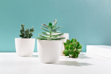 Beyaz kaplarda çeşitli kaktüslerin ve sulu bitkilerin toplanması. İskandinav oda iç dekorasyonu. Model, kopyalama alanı, mavi arkaplan. Güneşli tropik zemin